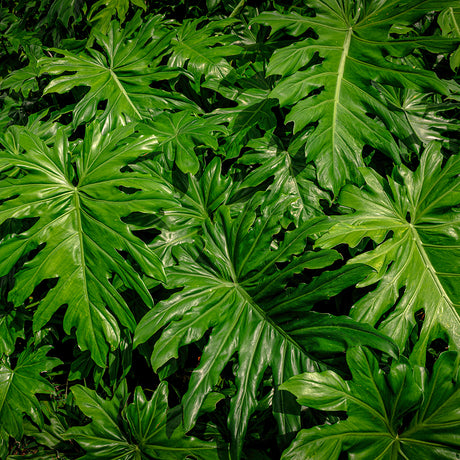 Split leaf philodendron leaves