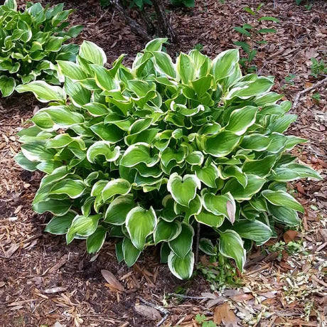 sunhosta-hosta-1