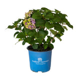 Pink and Blue hydrangea flowers on Bloom Struck Hydrangeas for sale in a blue Endless Summer Hydrangeas pot on a white background