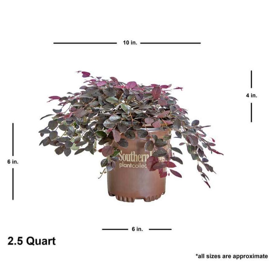 2.5 quart average purple pixie loropetalum size when shipped