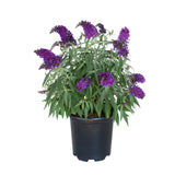 2.5 Quart Butterfly Candy Lil Grape for sale with bright purple butterfly bush flowers