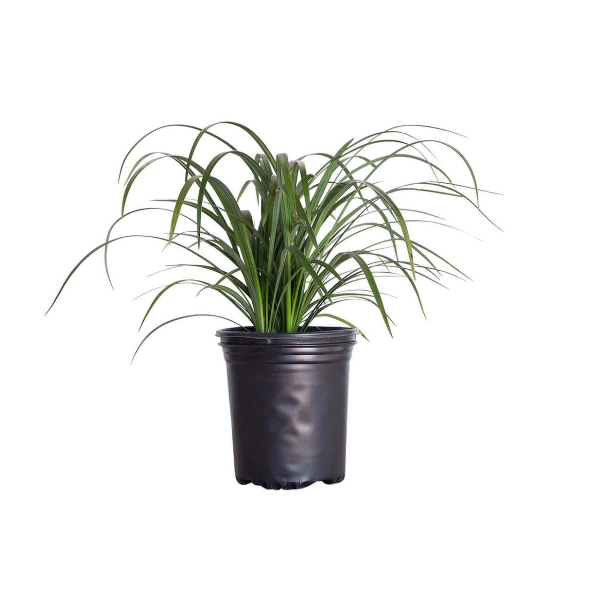 1 gal super blue liriope for sale in black pot on a white background