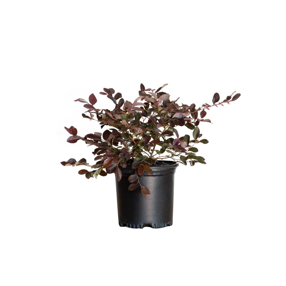 2.5 Quart ruby loropetalum for sale in a black pot white background