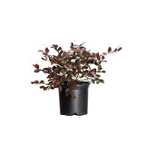 2.5 Quart ruby loropetalum for sale in a black pot white background