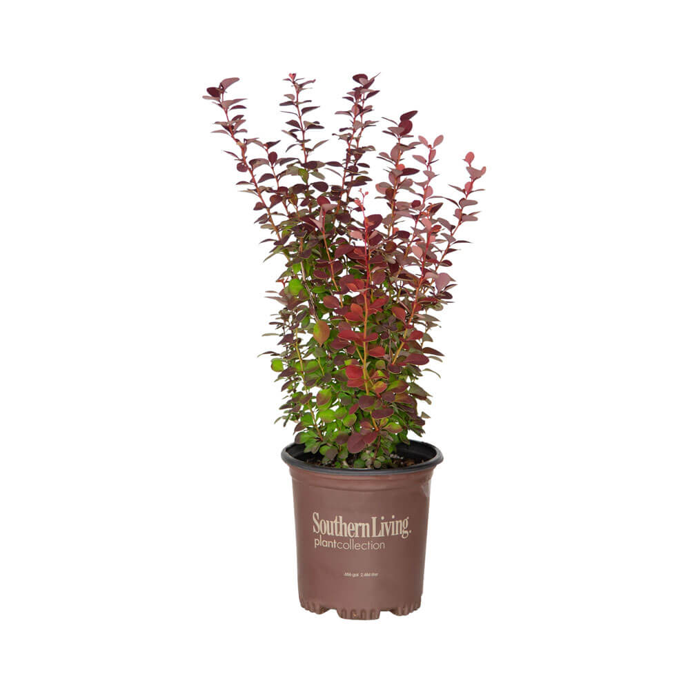 1 Gallon Orange Rocket Barberry for sale with upright habit and blush and green leaves in a nursery container