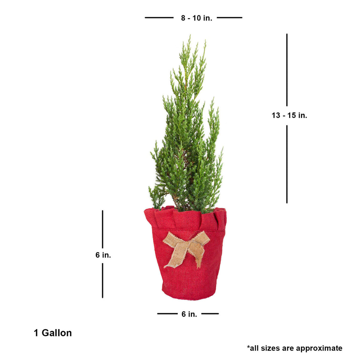 Living Christmas Tree - Blue Point Juniper