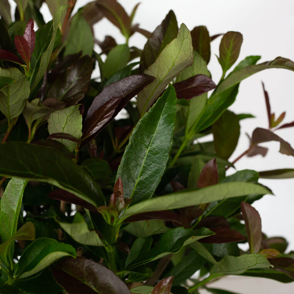 coppertop viburnum groundcover shrub for sale online