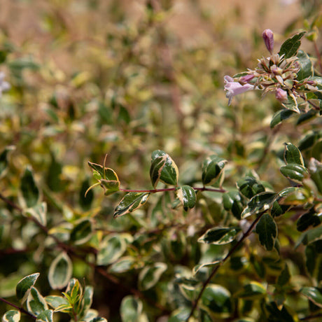 variegated foliage miss lemon abelia