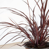 burgundy red grass like foliage design a line cordyline southern living plant