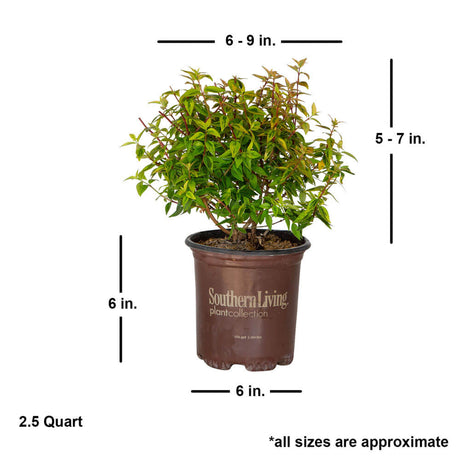 kaleidoscope abelia size shipped for sale online