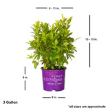 small anise tree for sale online bananappeal illicium