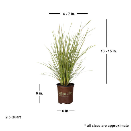 lomandra platinum beauty size dwarf mat rush