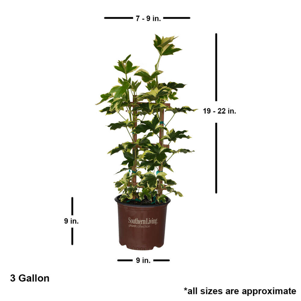 Angyo Star Tree Ivy fatsia japonica engliush ivy dimensions