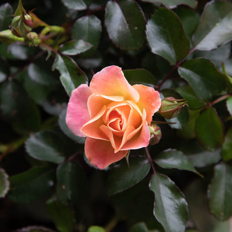 peach drift rose bud pink orange and yellow