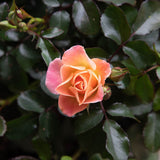 peach drift rose bud pink orange and yellow