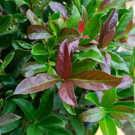 dense evergreen shrub foliage coppertop viburnum