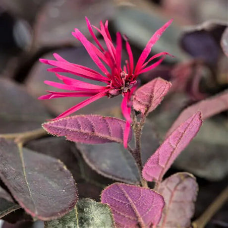 crimson fire loropetalum chinese fringe