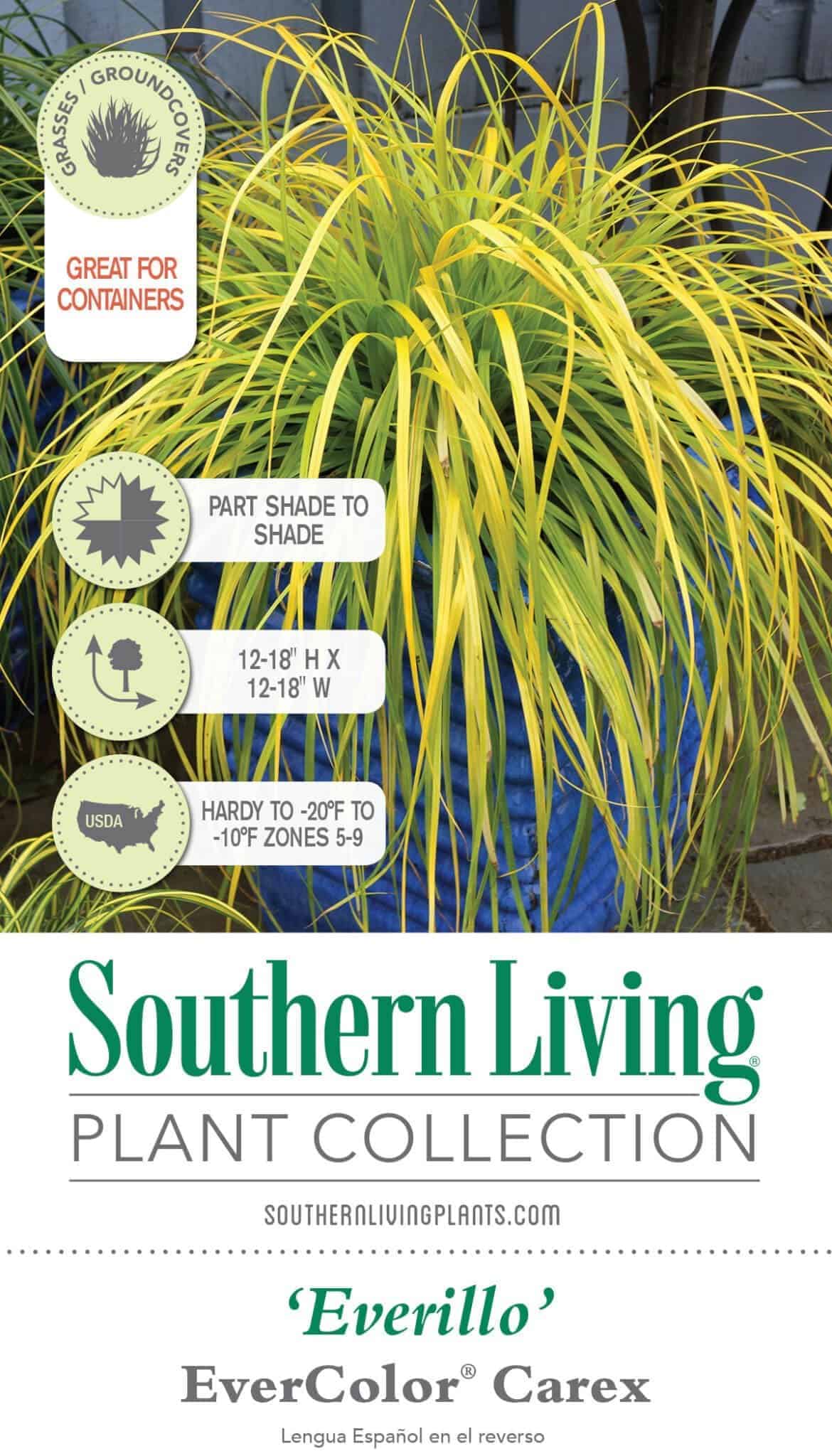 Everillo Carex | Online PlantsbyMail.com - Southern Living – Plants by Mail