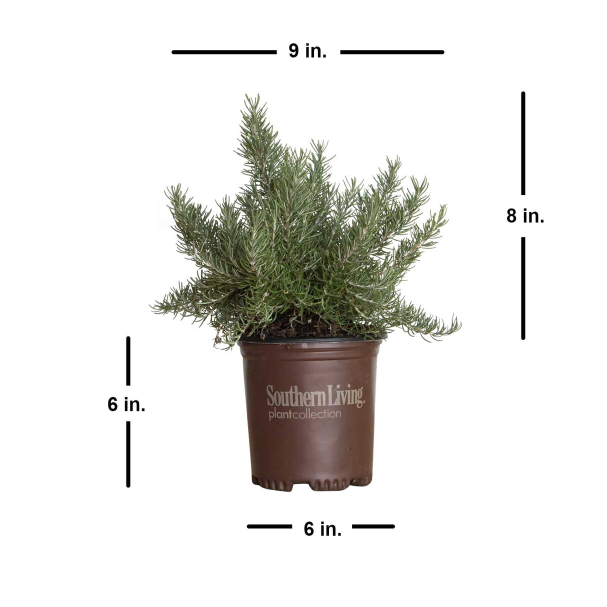 Chef's Choice Rosemary bushes for sale with shipped plant dimensions