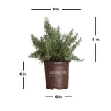 Chef's Choice Rosemary bushes for sale with shipped plant dimensions