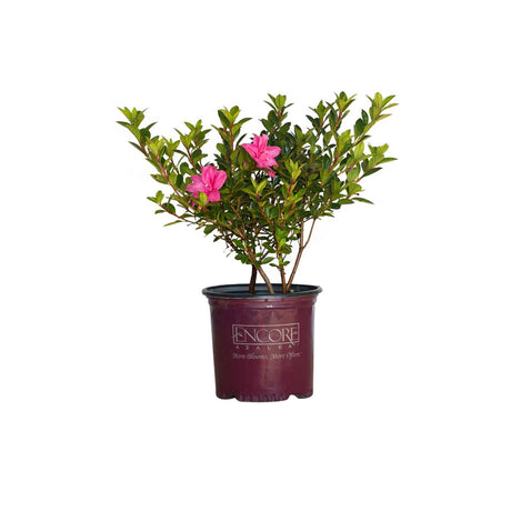 1G Encore Azalea Autumn Carnation for sale with pink flowers and green leaves in a maroon encore azalea container on a white background