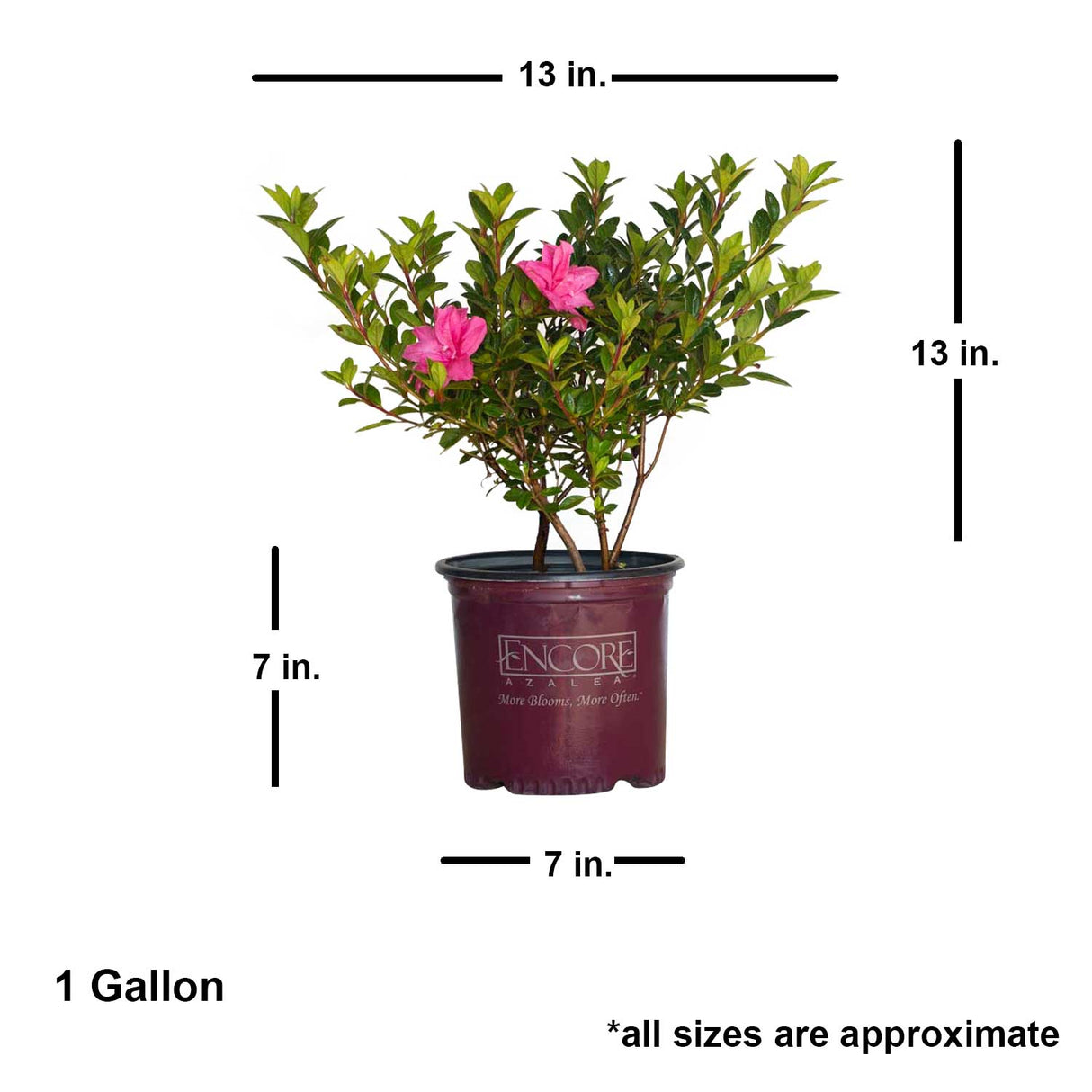 1G Encore Azalea Autumn Carnation with shipped plant dimensions. Ships approx 13 inches tall by 13 inches wide