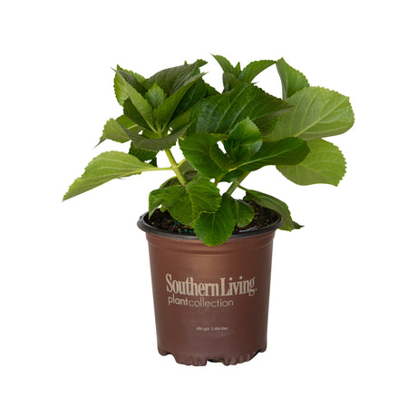1 gallon big daddy hydrangea for sale with large green hydrangea leaves in a brown southern living container