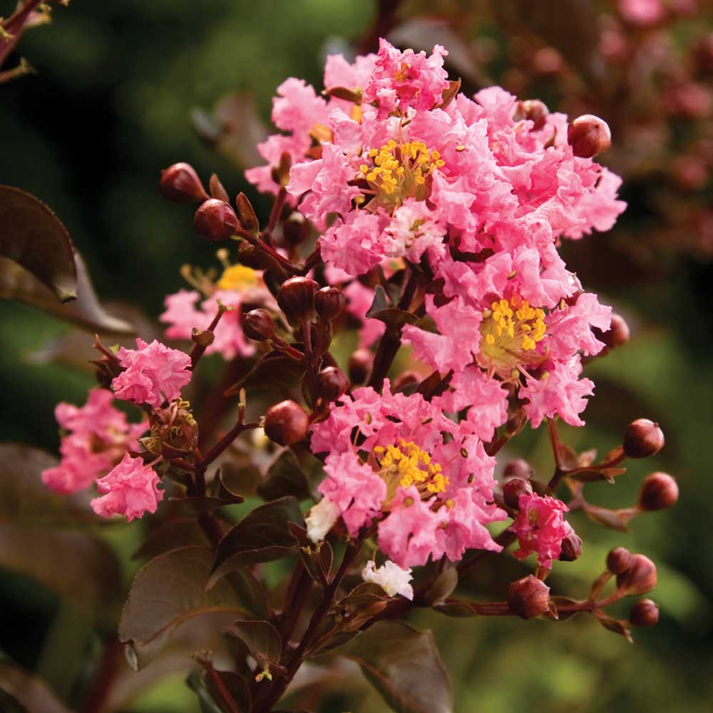 clusters of pink crapemyrtle flowers