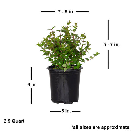 rose creek abelia dimensions