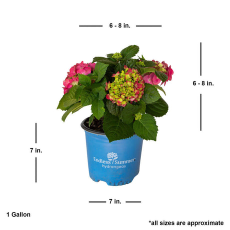 Summer crush hydrangea for sale with shipped plant dimensions. endless summer raspberry red pink hydrangea flower size mophead. 