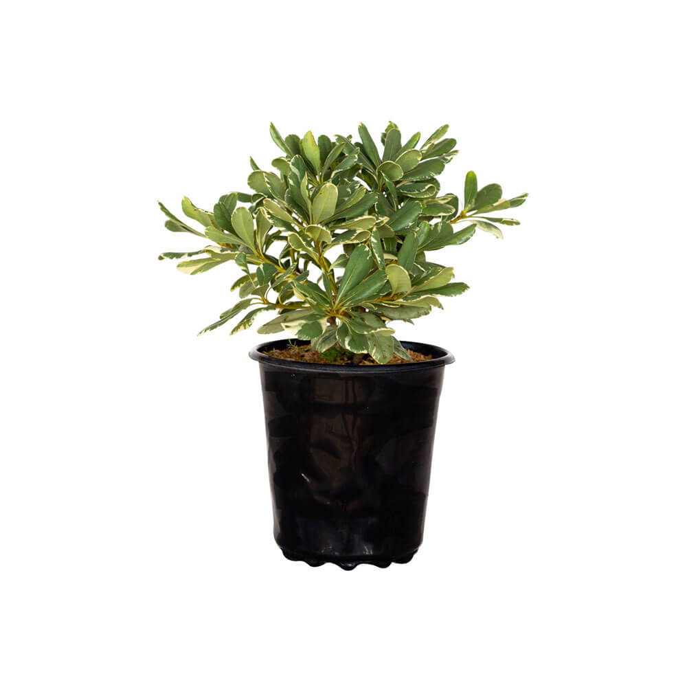 2.5 Quart variegated pittosporum for sale in a black nursery pot