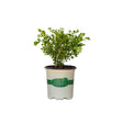 2.5 quart babylon beauty boxwood for sale with bright green foliage in a better boxwood container