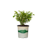 2.5 Quart Babylon Beauty boxwood for sale with bright green foliage in a better boxwood container