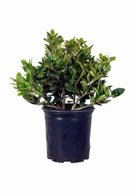 2.5 quart Carissa Holly for sale with glossy green leaves in a mounded habit planted in a black nursery pot on a white background