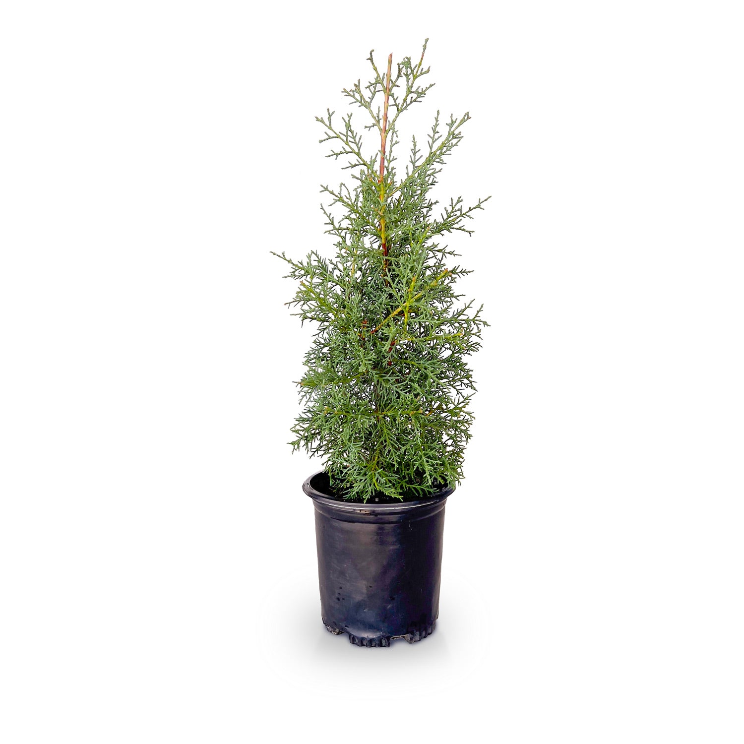 Carolina Sapphire Cypress (Arizona Cypress) | Order Online – Plants by Mail