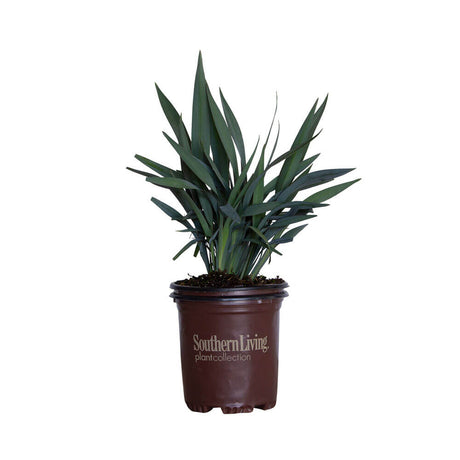 2.5 Quart Clarity Blue Dianella with bluish green foliage in a brown southern living plant collection container on a white background