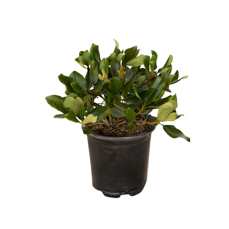 2.5 Quart Eleanor Taber™ Indian Hawthorn for sale with dark green foliage in a black nursery pot on a white background