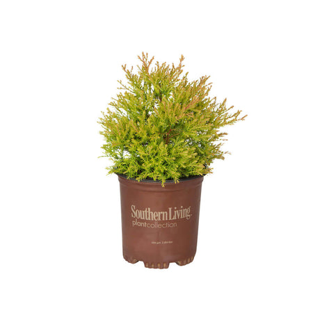 Fire Chief arborvitae in a brown southern living pot