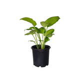 2.5 Quart guacomole hosta for sale with bright Green hosta plant in a black container on a white background