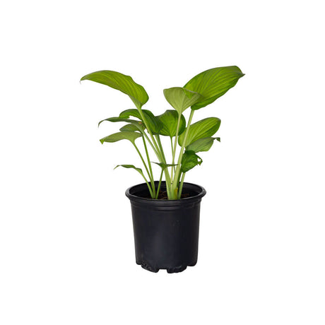 2.5 Quart guacomole hosta for sale with bright Green hosta plant in a black container on a white background