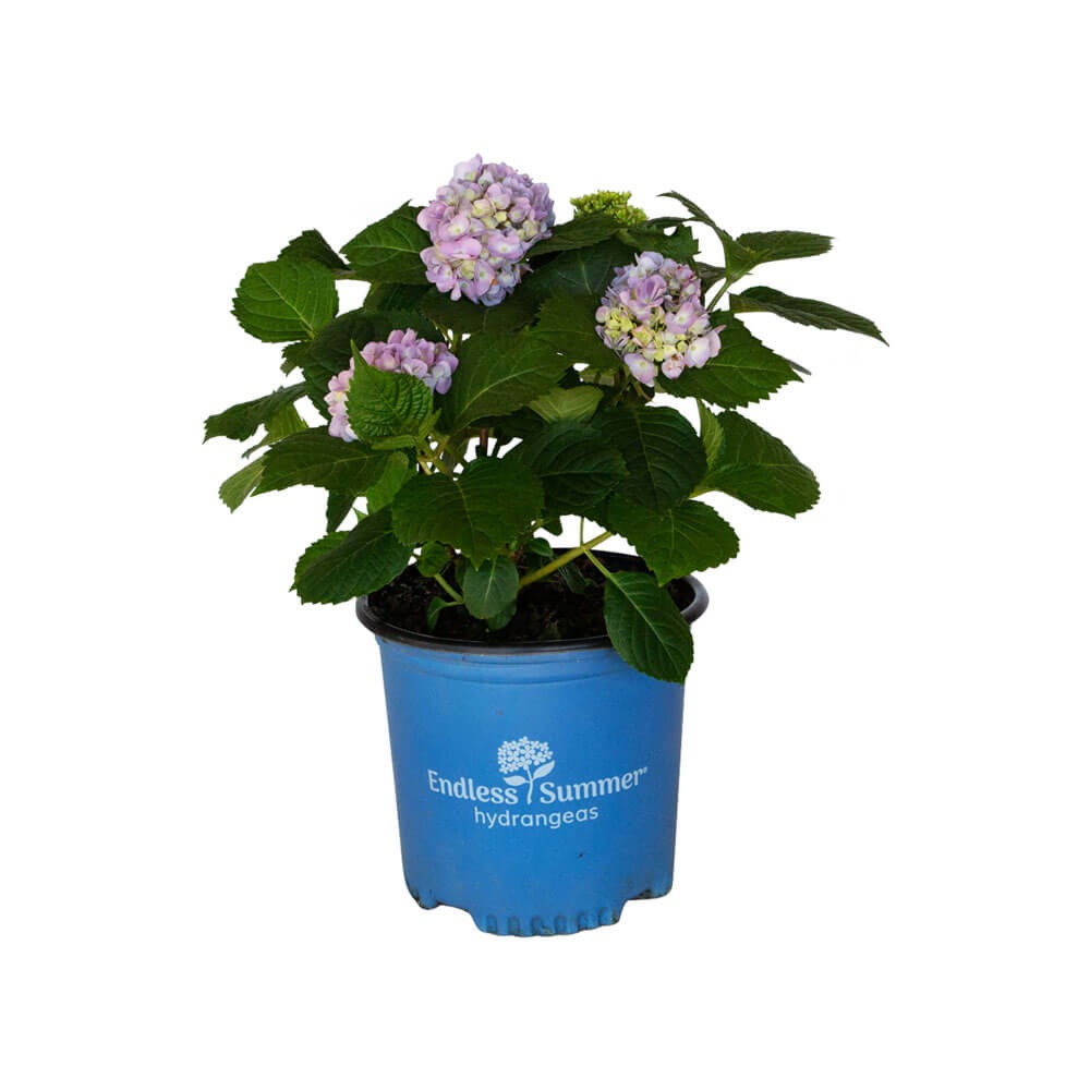 1 Gallon Original Endless Summer Hydrangea for sale with light pink to purple blooms with large green leaves in a blue endless summer container on a white background