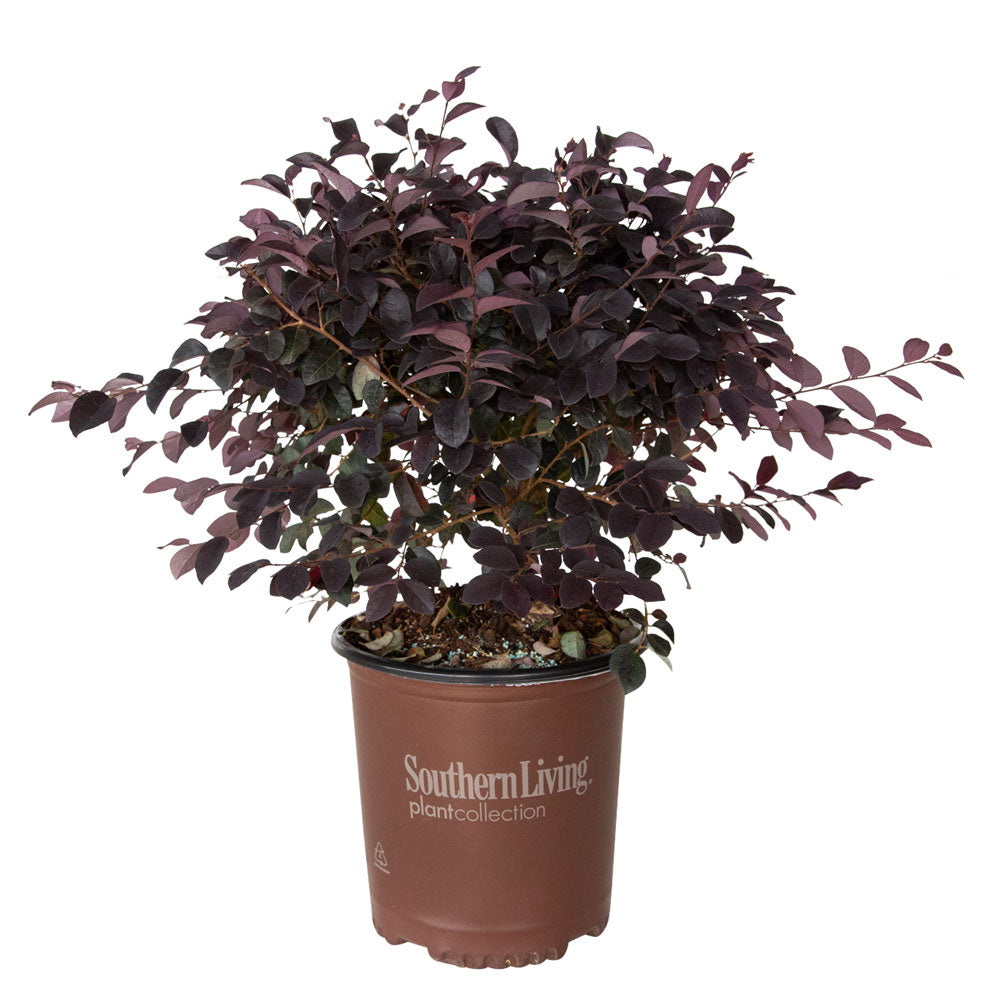 2.5 Quart Red Diamond Loropetalum for sale with purple leaves. Plant is in a southern living plant collection container.