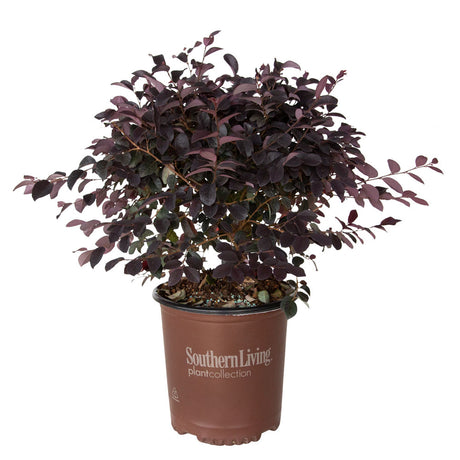 2.5 Quart Red Diamond Loropetalum for sale with purple leaves. Plant is in a southern living plant collection container.