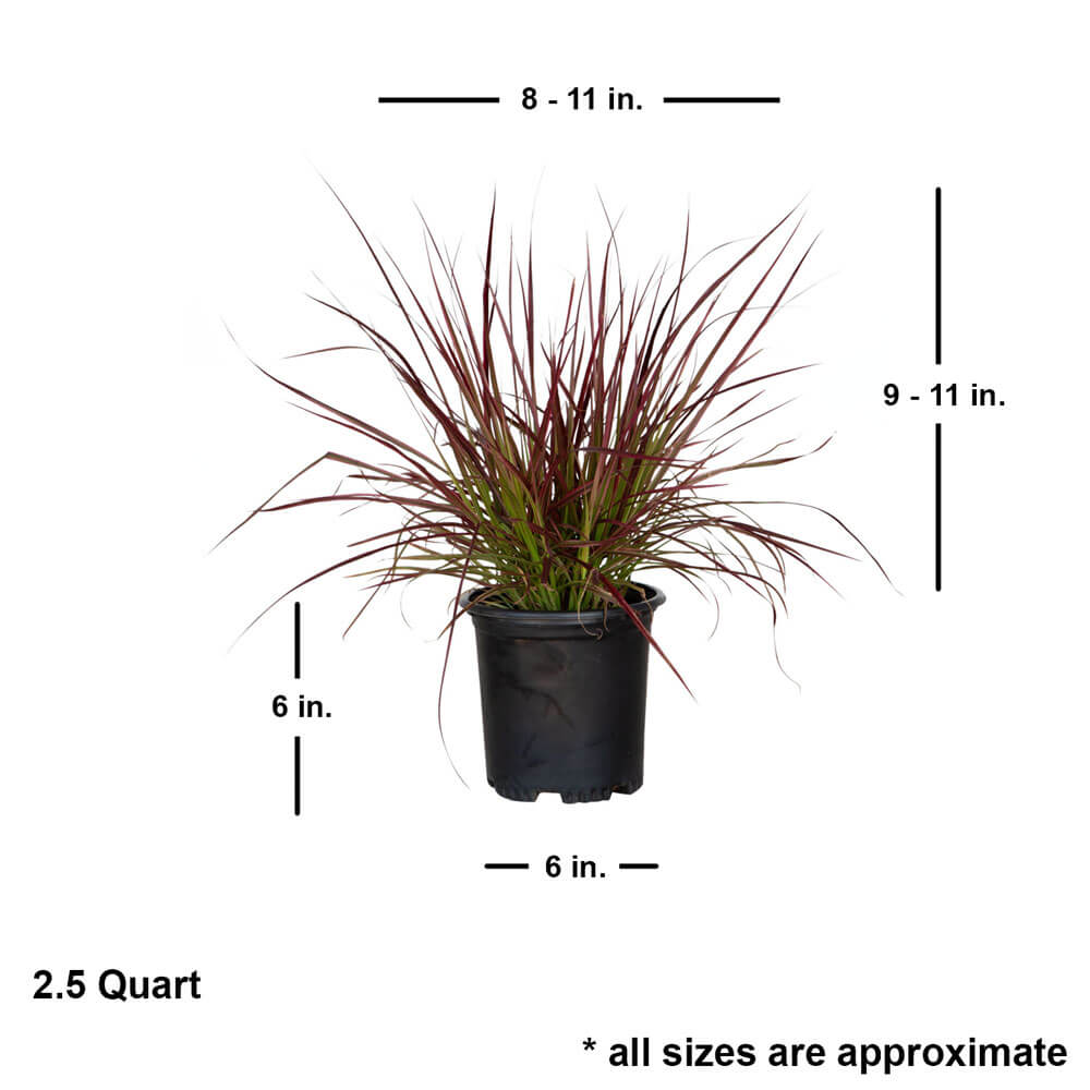 2.5 Quart perennial fountain grass for sale with shipped dimensions. Approx 9-11 inches tall by 8-11 inches wide