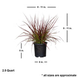 2.5 Quart perennial fountain grass for sale with shipped dimensions. Approx 9-11 inches tall by 8-11 inches wide