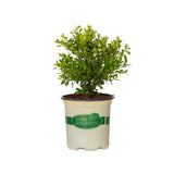 2.5 Quart Skylight Better Boxwood shrub for sale with bright green foliage in a better boxwood container