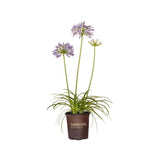 agapanthus africanus blue white southern living plant collection pit