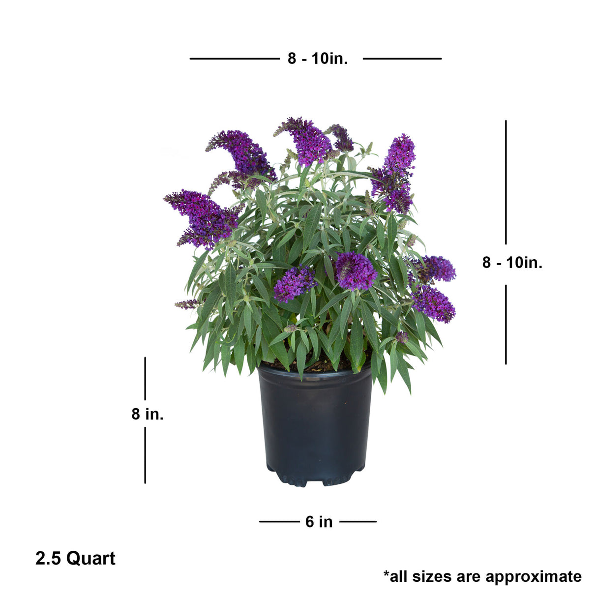 2.5 Quart Lil Grape Butterfly Bush for sale with shipped product dimensions. ships at approx 8-10 inches tall by 8-10 inches wide