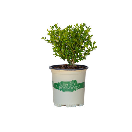 2.5 Quart Heritage Boxwood for sale with glossy, evergreen foliage in a better boxwood pot on a white background