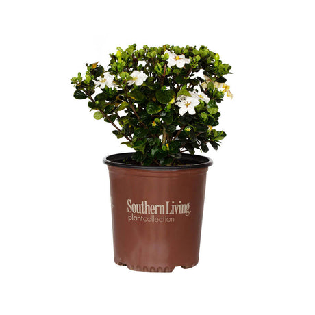 2 gallon diamond spire gardenia for sale with white flowers and yellow centers on dense, glossy leaves in a brown southern living plant collection container